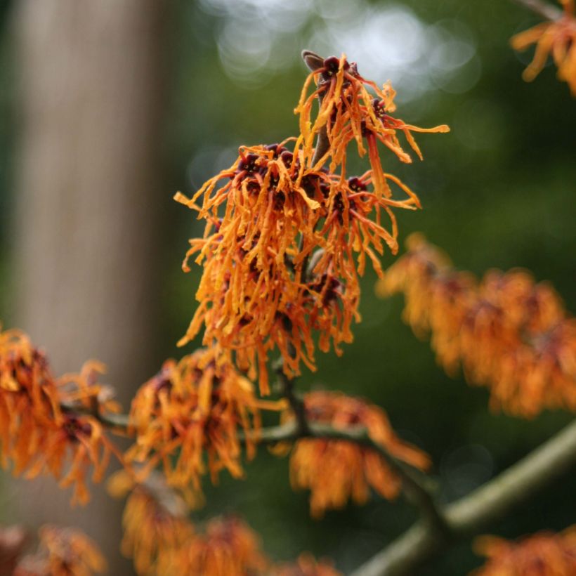 Zaubernuss Aphrodite - Hamamelis intermedia (Blüte)