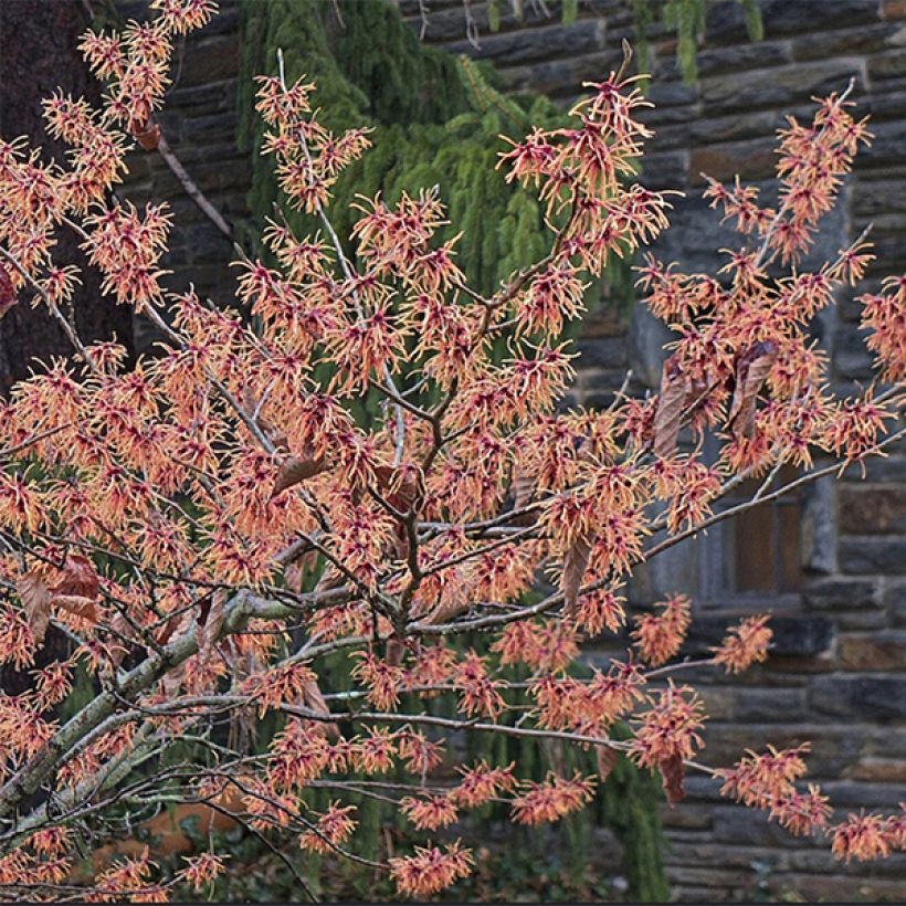 Zaubernuss Feuerzauber - Hamamelis intermedia (Blüte)