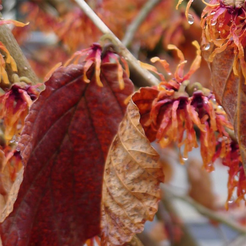 Zaubernuss Jelena - Hamamelis intermedia (Laub)