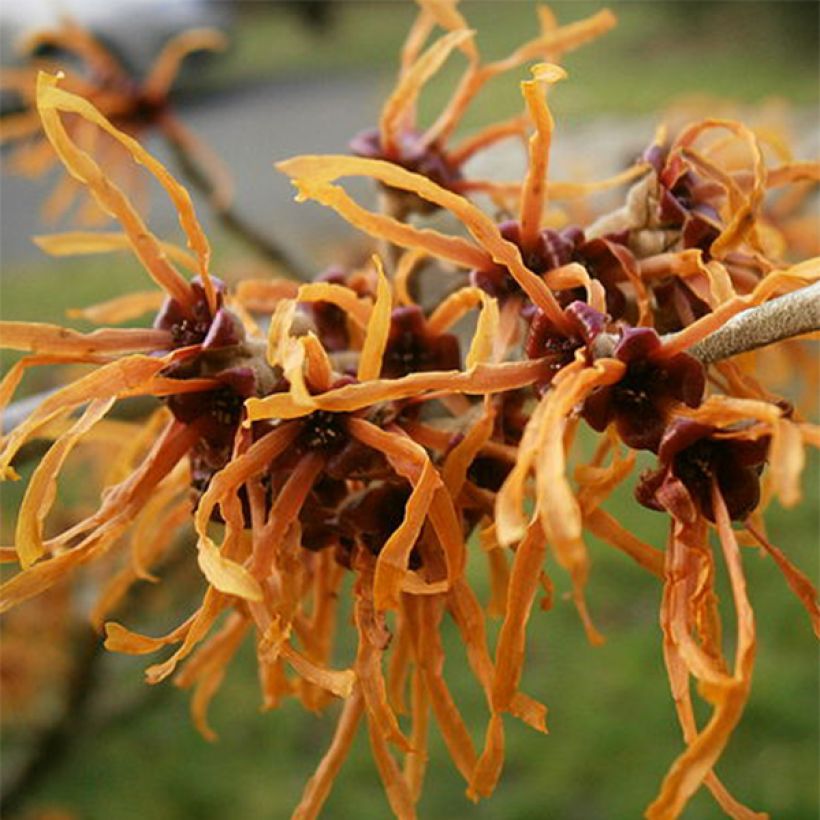 Zaubernuss Jelena - Hamamelis intermedia (Blüte)