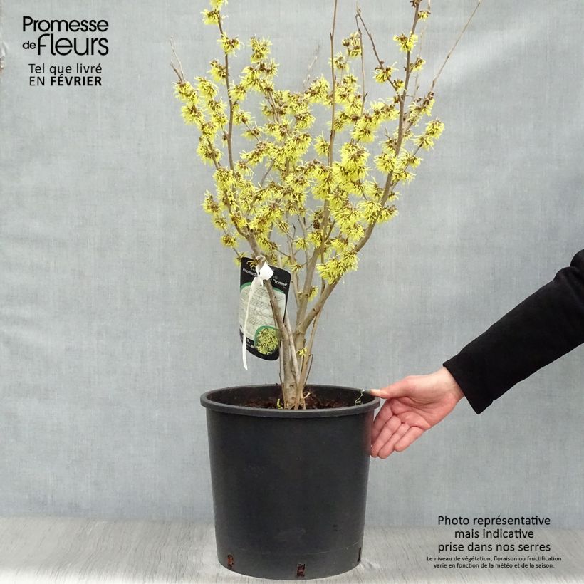 Exemplar von Hamamelis intermedia Arnold Promise - Noisetier de Sorcière pot de 18/20L wie im Winter geliefert