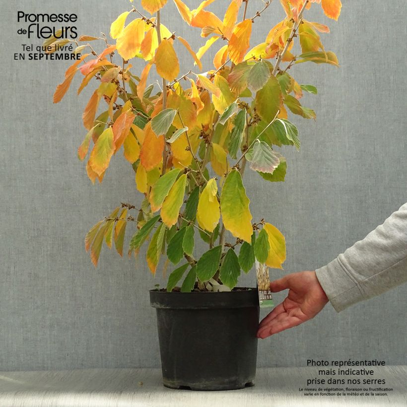 Exemplar von Hamamelis intermedia Arnold Promise - Noisetier de Sorcière pot de 7.5/10L wie im Herbst geliefert