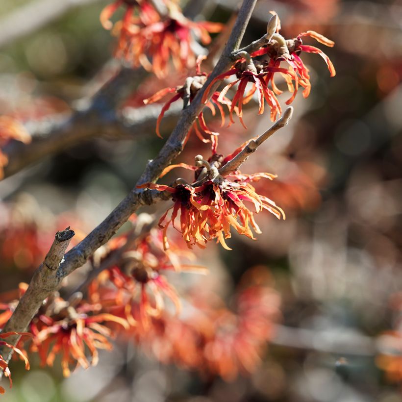 Zaubernuss Diane - Hamamelis intermedia (Blüte)