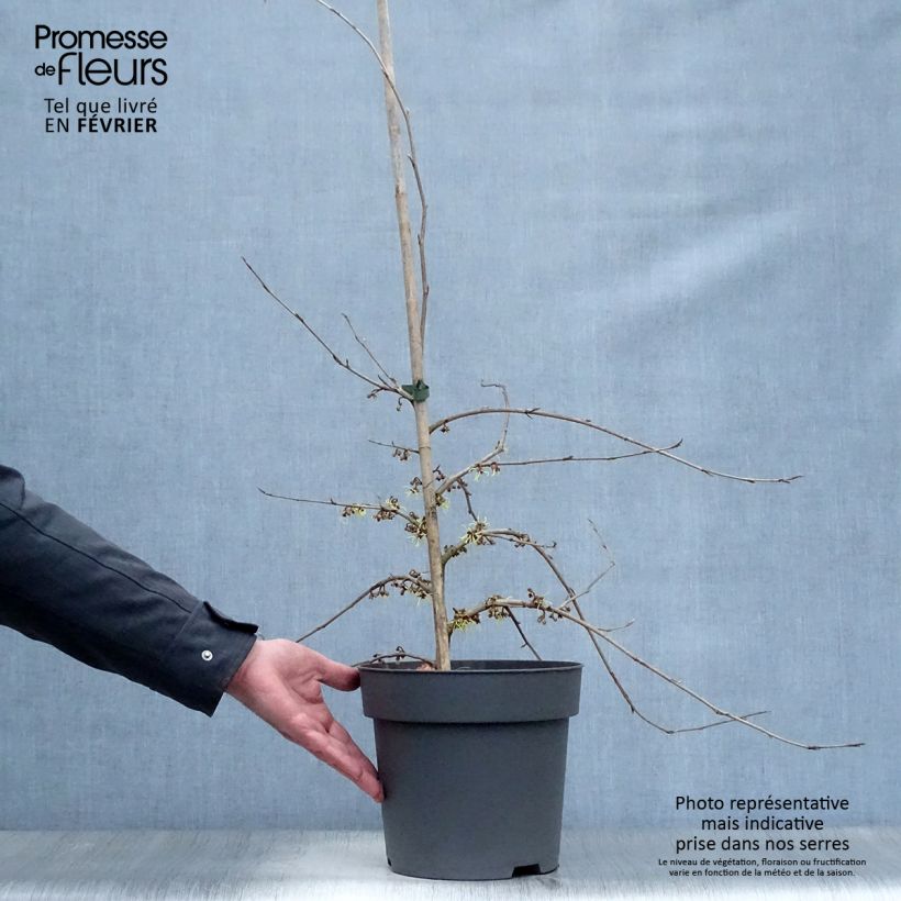 Exemplar von Hamamelis japonica Pendula - Hamamelis pleureur Pot de 6/7L wie im Winter geliefert