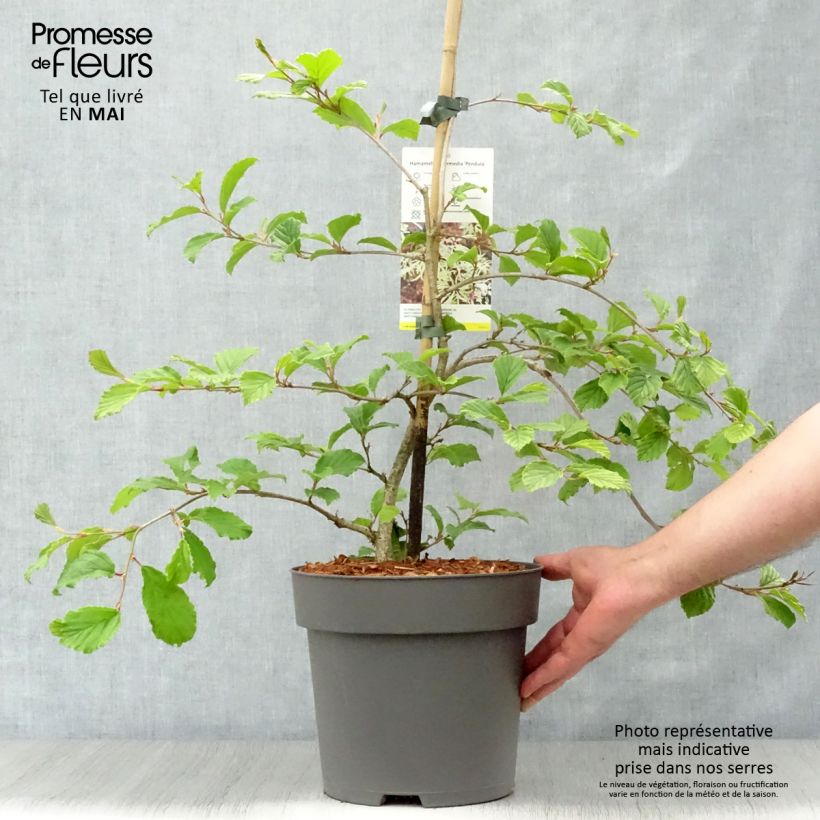 Exemplar von Japanische Zaubernuss Pendula - Hamamelis japonica Topf mit 6L/7LGelieferte Höhe ca. 60/80cm wie im Frühjahr geliefert