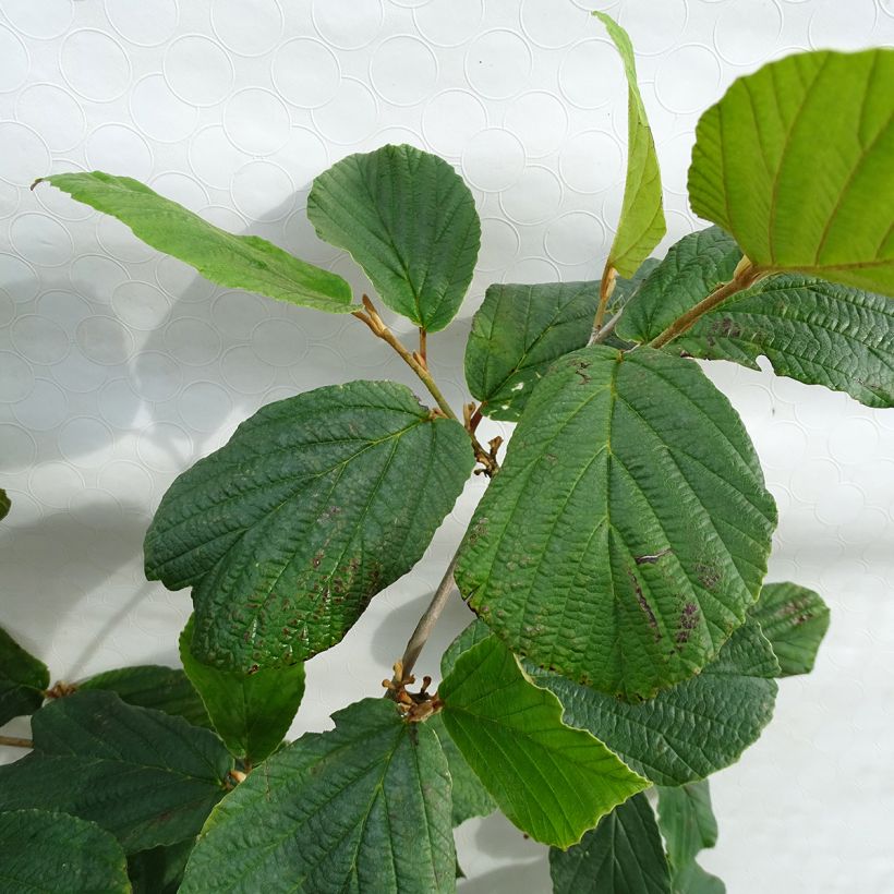 Chinesische Zaubernuss Pallida - Hamamelis mollis (Laub)