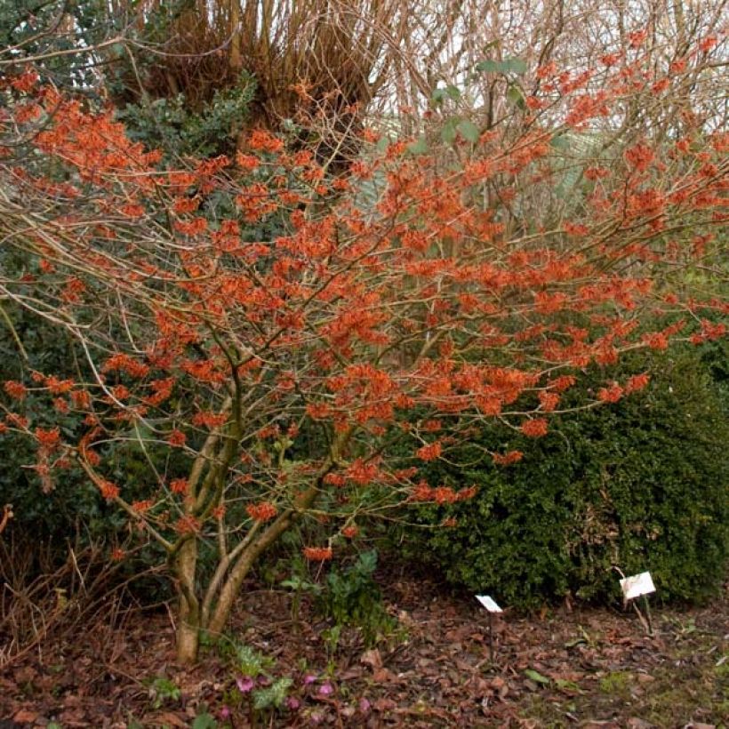 Zaubernuss Ruby Glow - Hamamelis intermedia (Hafen)