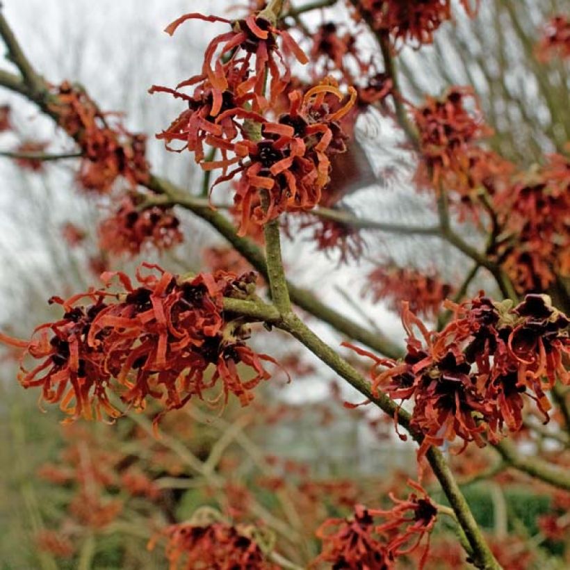 Zaubernuss Ruby Glow - Hamamelis intermedia (Blüte)