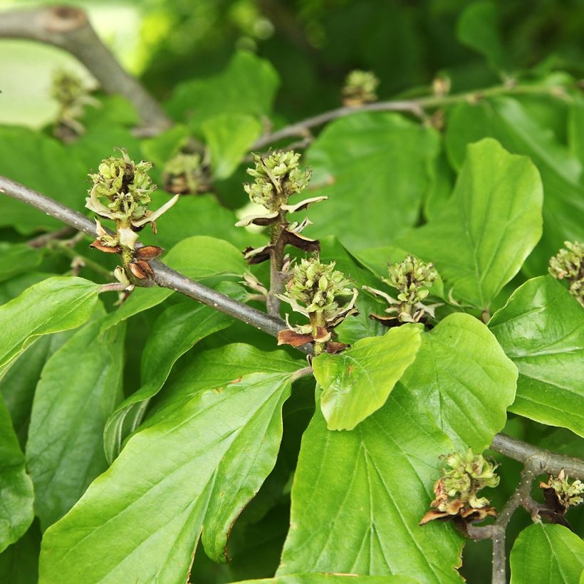 Virginische Zaubernuss - Hamamelis virginiana (Laub)