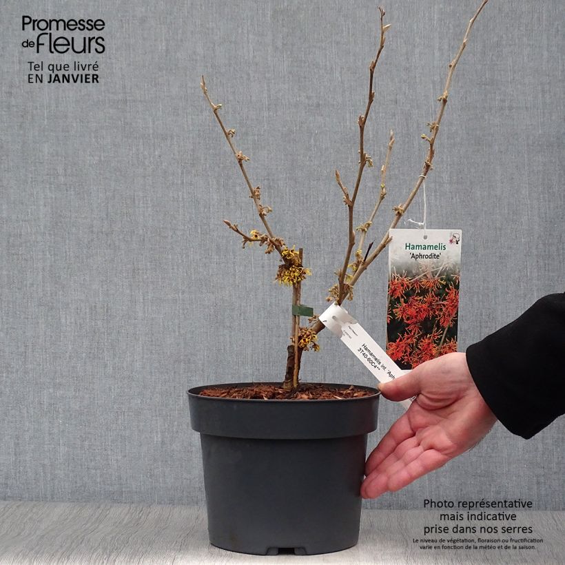 Exemplar von Zaubernuss Aphrodite - Hamamelis intermedia wie im Winter geliefert