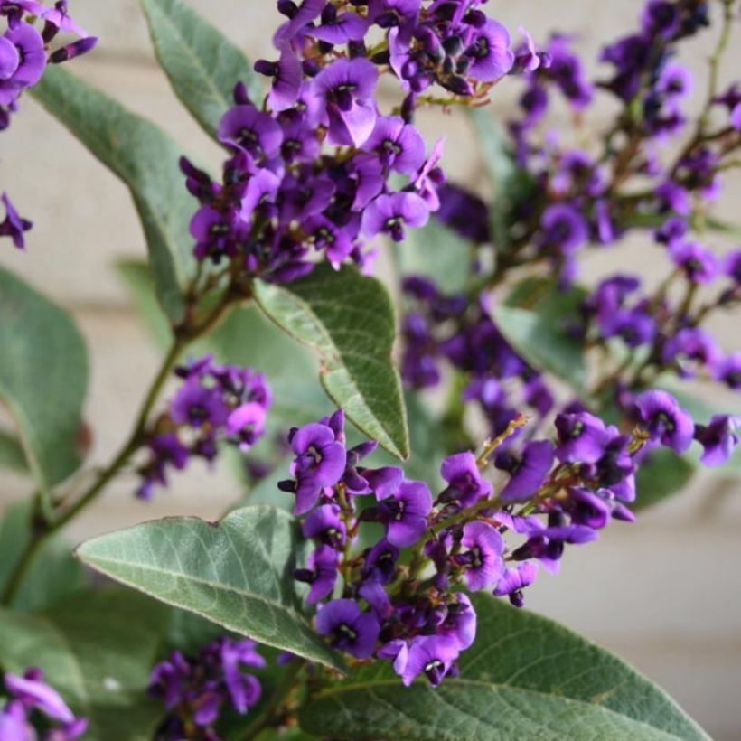 Hardenbergia violacea Regent - Purpurerbse (Blüte)