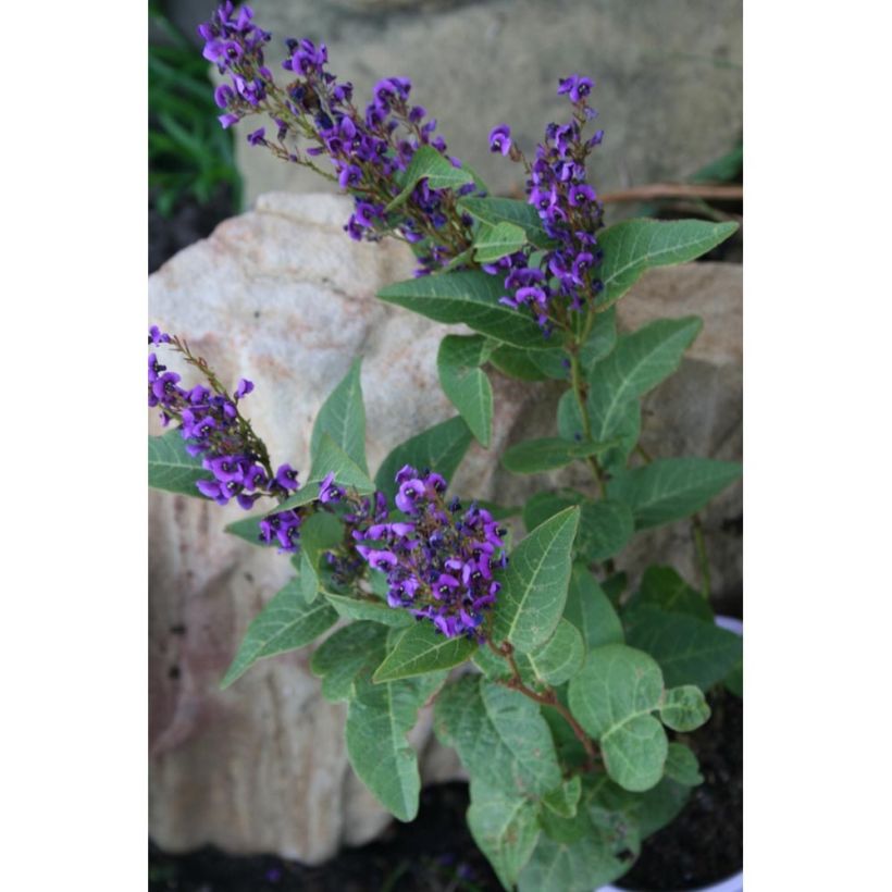 Hardenbergia violacea Regent - Purpurerbse (Hafen)