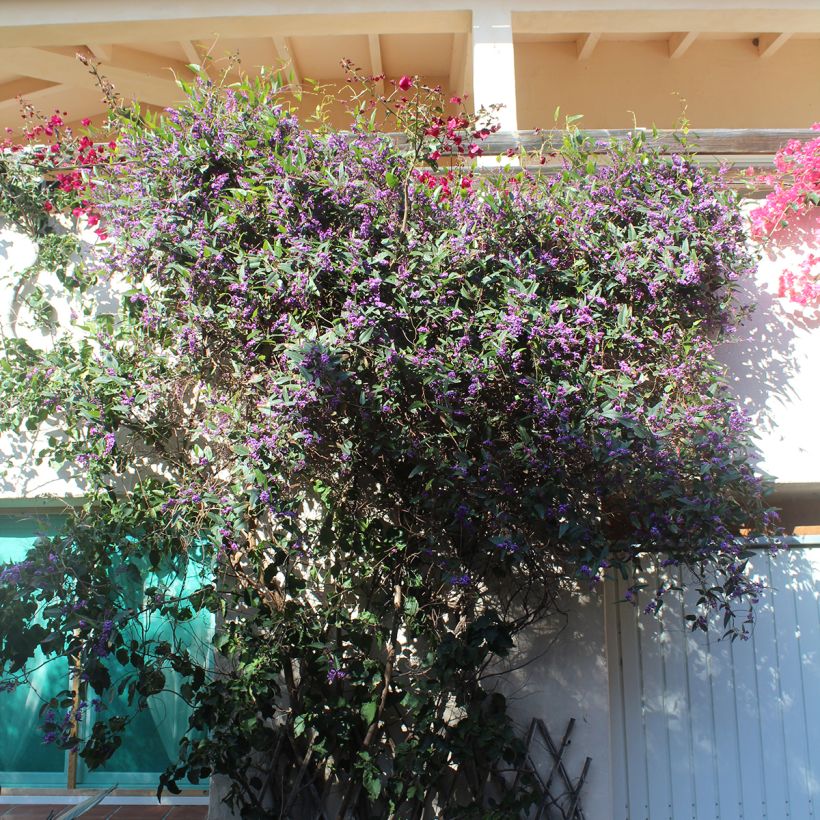 Hardenbergia violacea - Purpurerbse (Hafen)