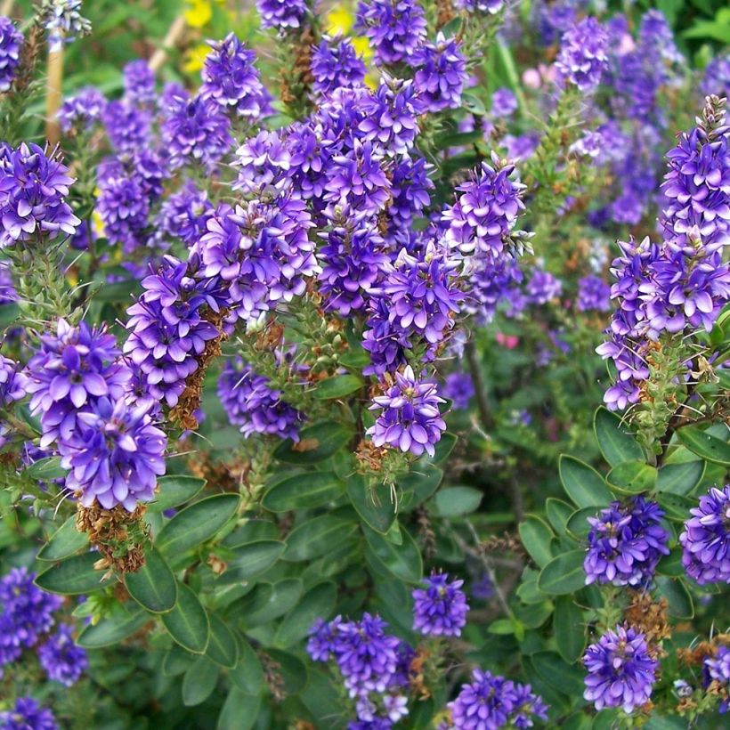 Hebe Autumn Glory - Strauchveronika (Hafen)