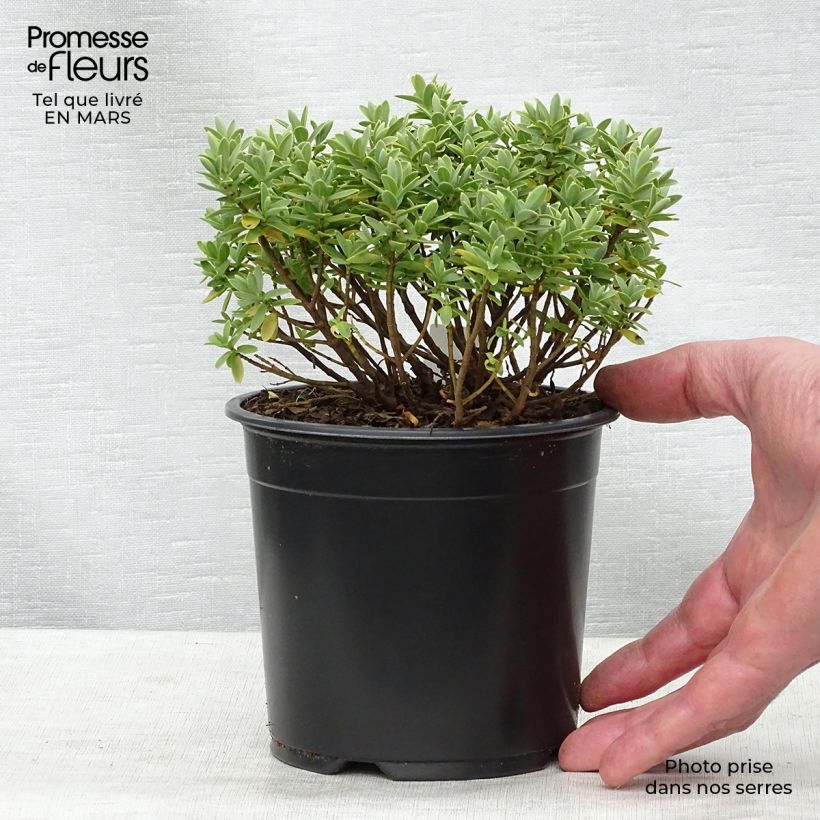 Exemplar von Hebe Cobb Valley - Véronique arbustive Pot de 10cm wie im Winter geliefert