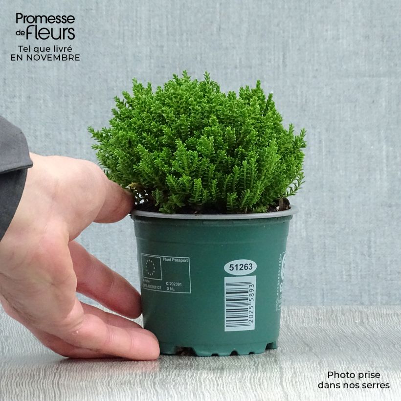 Exemplar von Hebe Emerald Green - Véronique arbustive Pot de 2L wie im Herbst geliefert