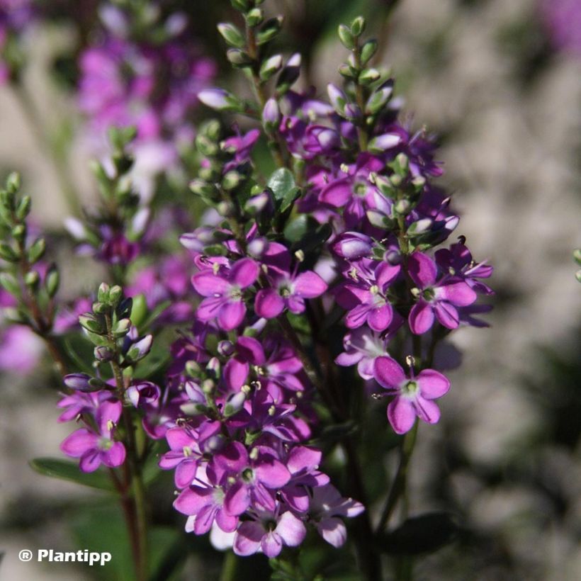 Hebe Graden Beauty 'Purple - Strauchveronika (Blüte)