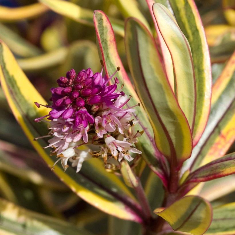 Hebe Jewel of the Nile - Strauchveronika (Blüte)