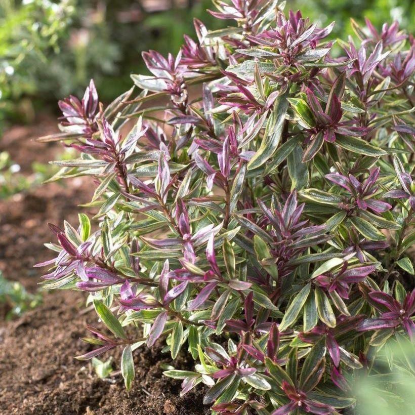 Hebe Purple Shamrock - Strauchveronika (Hafen)