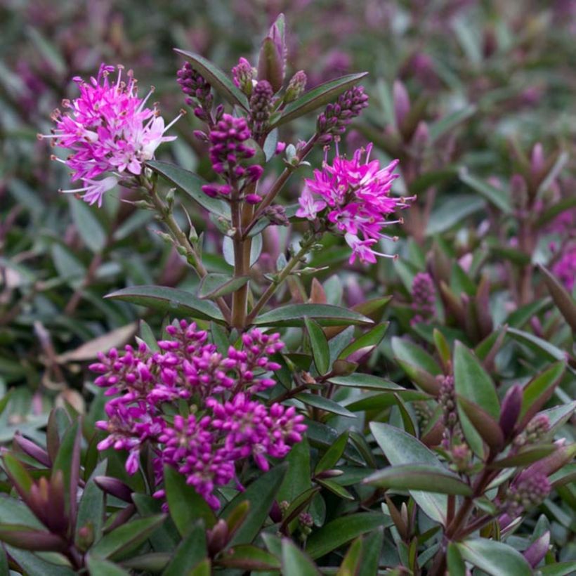 Hebe Raspberry Ripple - Strauchveronika (Blüte)