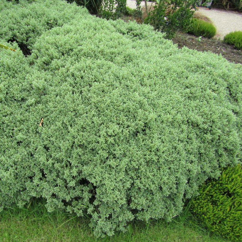 Hebe pinguifolia Sutherlandii - Strauchveronika (Hafen)