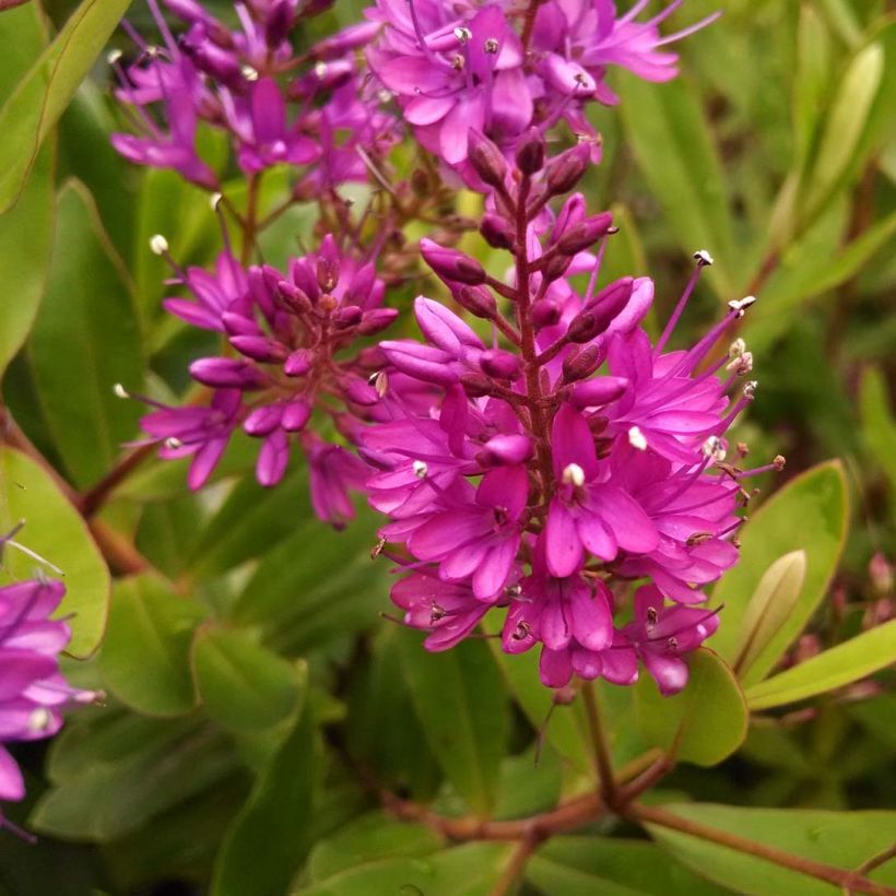 Hebe Wiri Charm - Strauchveronika (Blüte)