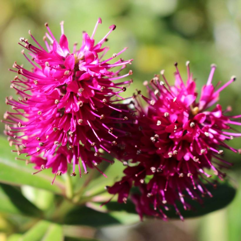 Hebe Wiri Image - Strauchveronika (Blüte)