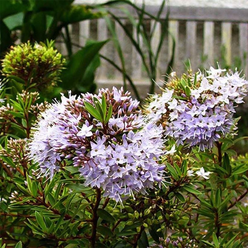 Hebe diosmifolia - Strauchveronika (Blüte)