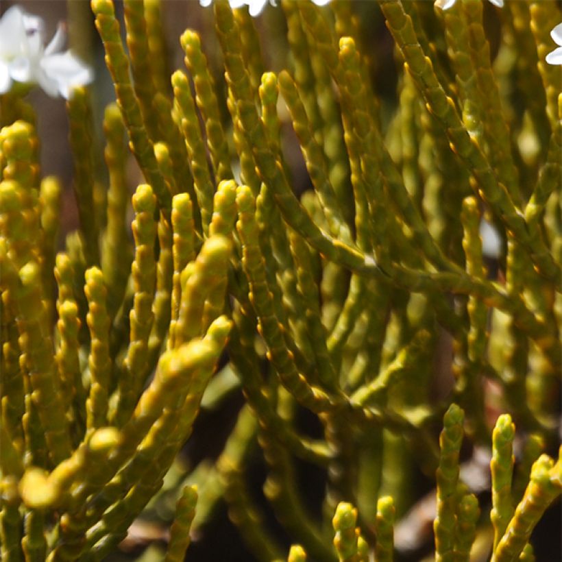 Hebe ochracea - Strauchveronika (Laub)