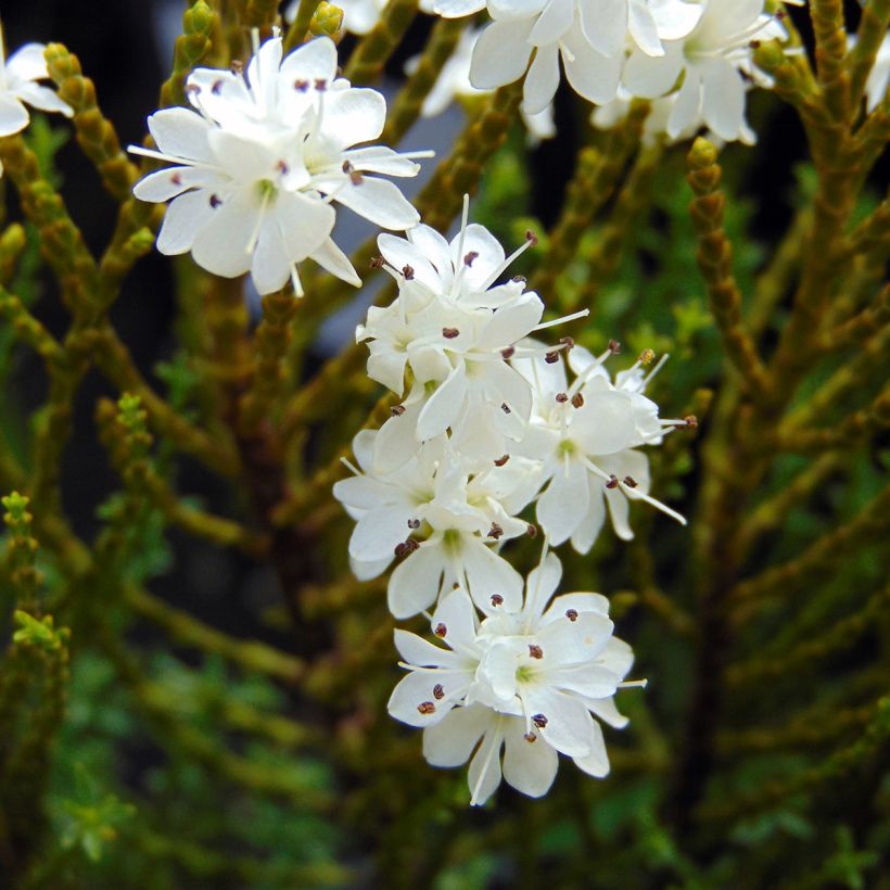 Hebe ochracea - Strauchveronika (Blüte)