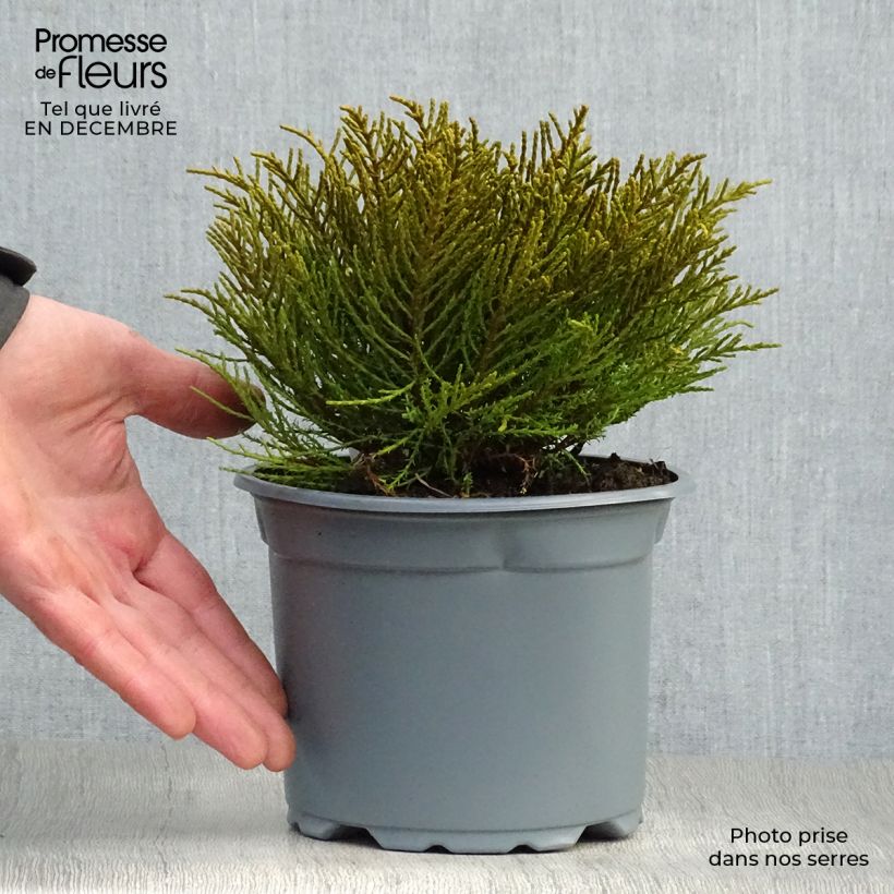 Exemplar von Hebe ochracea - Véronique arbustive Pot de 1.5L/2L wie im Winter geliefert