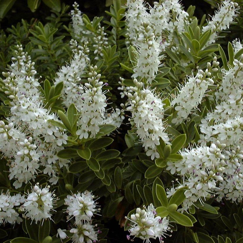 Hebe rakaiensis - Strauchveronika (Blüte)