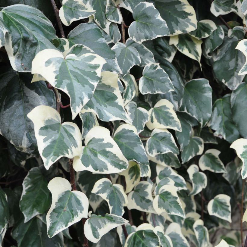 Hedera algeriensis Gloire de Marengo - Algerischer Efeu (Laub)