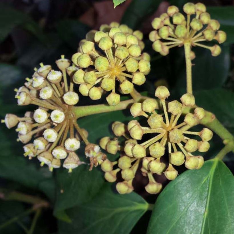 Hedera colchica - Kaukasus Efeu (Blüte)