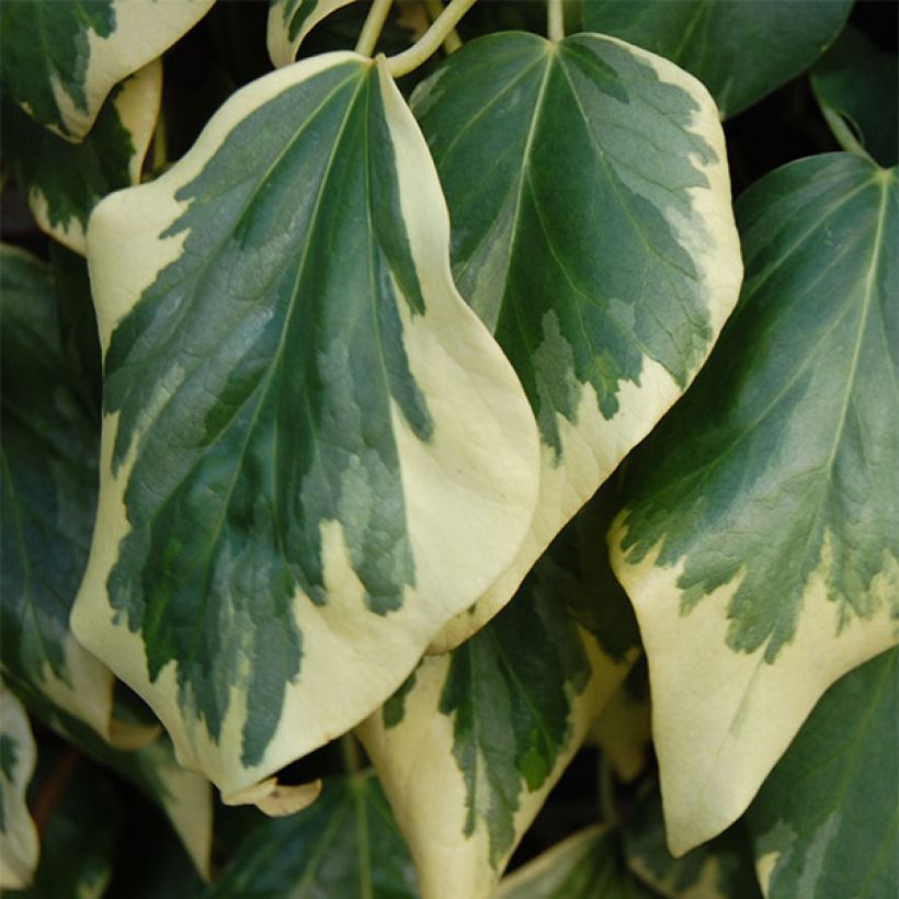 Hedera colchica Dentata Variegata - Kaukasus Efeu (Laub)