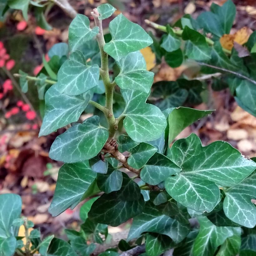 Efeu Erecta - Hedera helix (Laub)