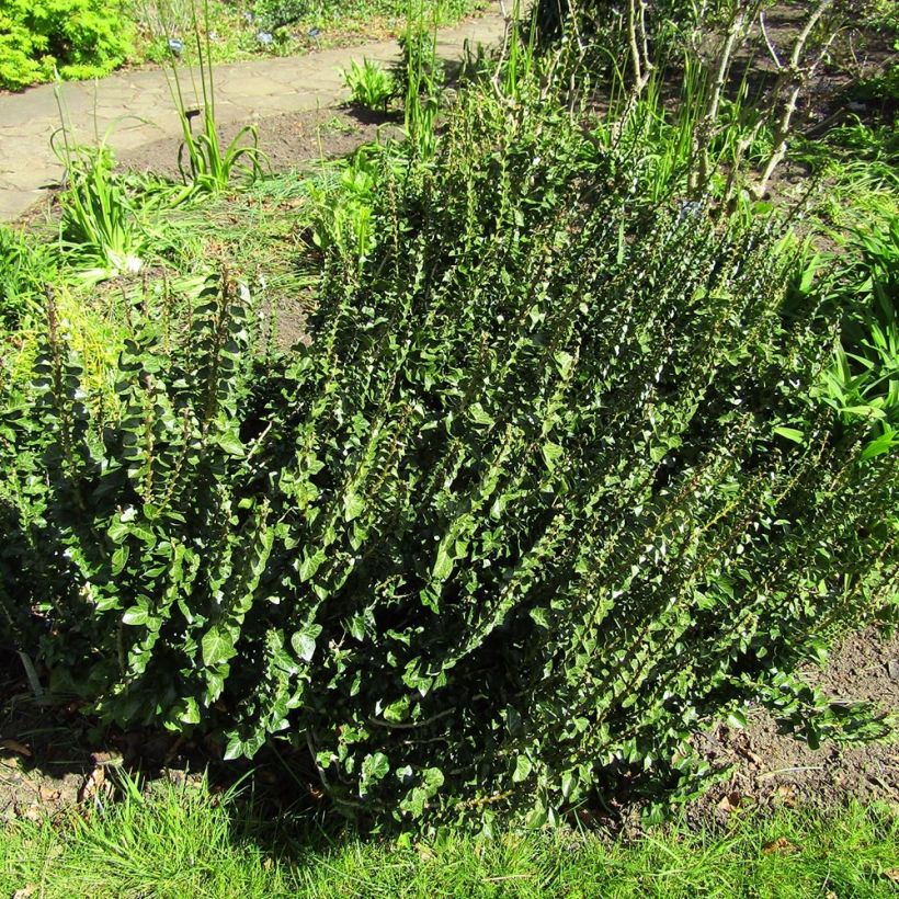 Efeu Erecta - Hedera helix (Hafen)