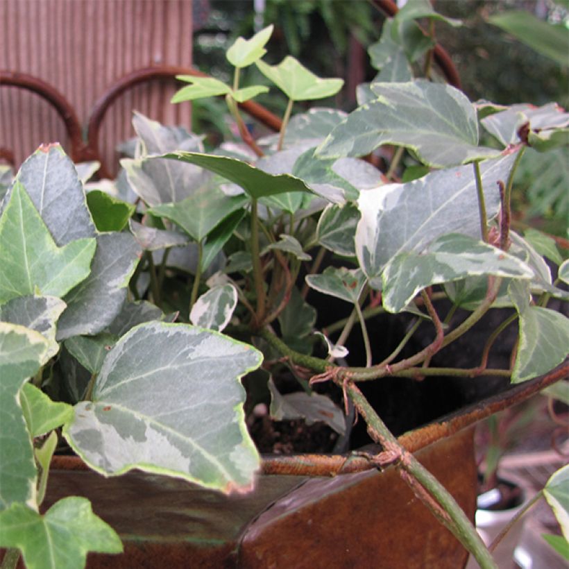 Weißbunter Efeu Glacier - Hedera helix (Blüte)