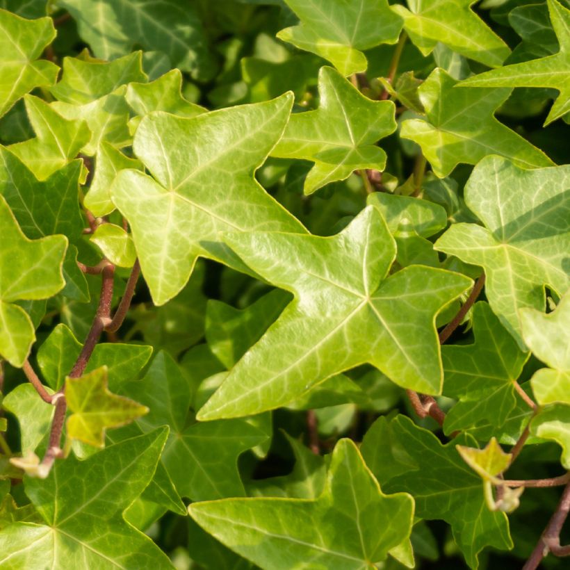 Efeu Shamrock - Hedera helix (Laub)