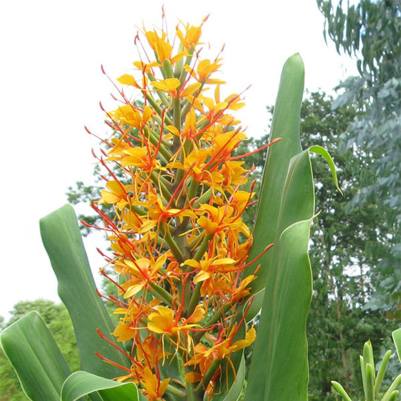 Hedychium coccineum Tara (Birne) - Schmetterlingsingwer (Blüte)