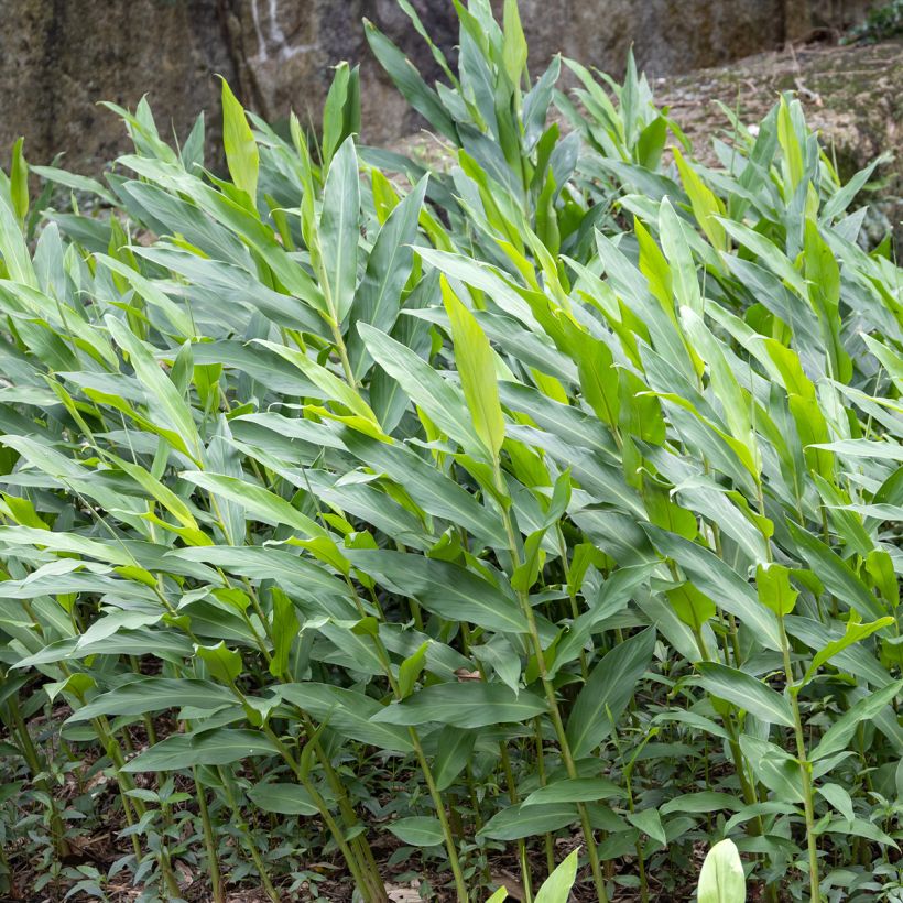 Hedychium maximum - Schmetterlingsingwer (Laub)