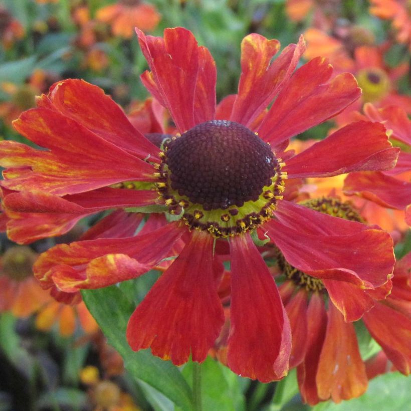 Sonnenbraut Baudirektor Linne - Helenium (Blüte)