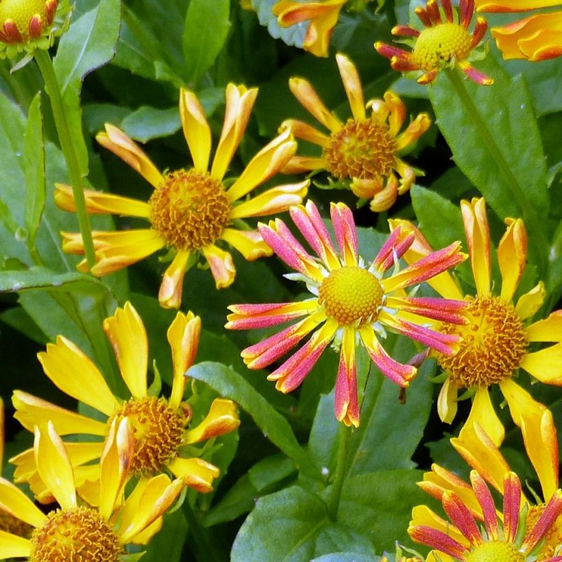 Sonnenbraut Fancy Fan - Helenium (Blüte)