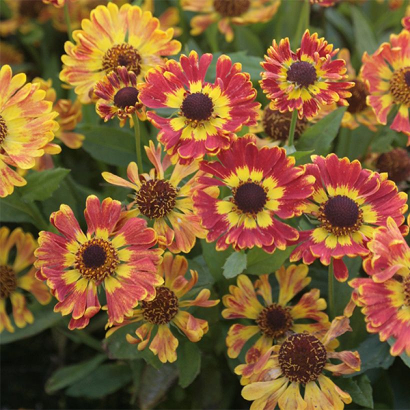 Sonnenbraut Fuego - Helenium automnale (Blüte)