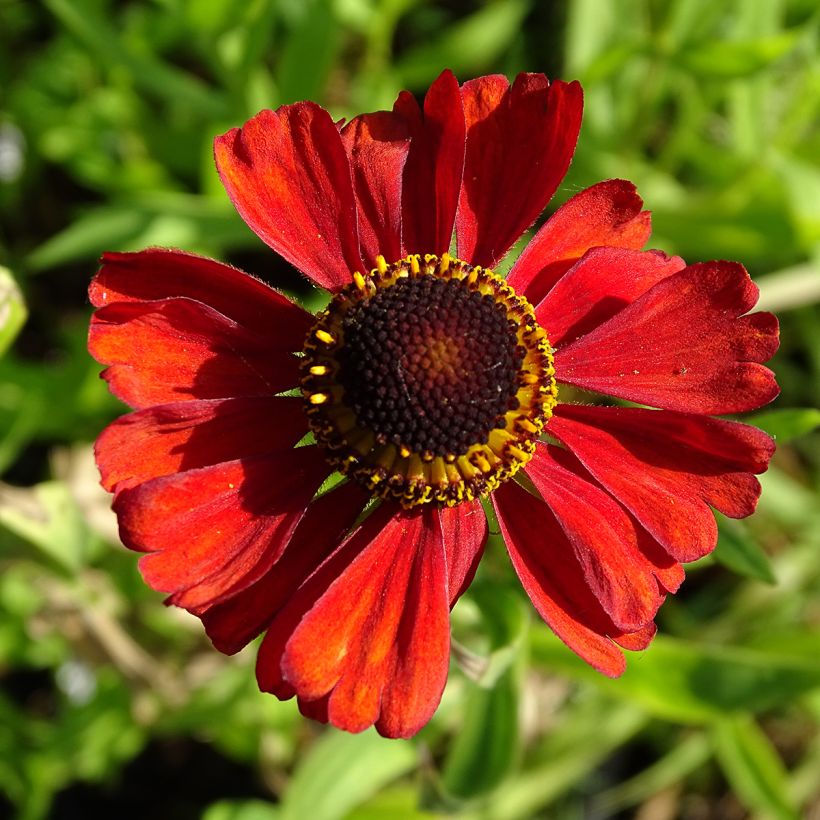 Sonnenbraut Kupferswerg - Helenium (Blüte)