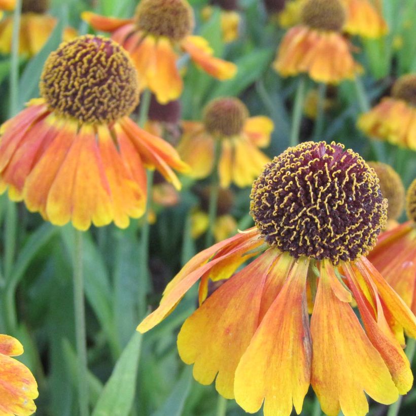 Sonnenbraut Mardi gras - Helenium (Blüte)