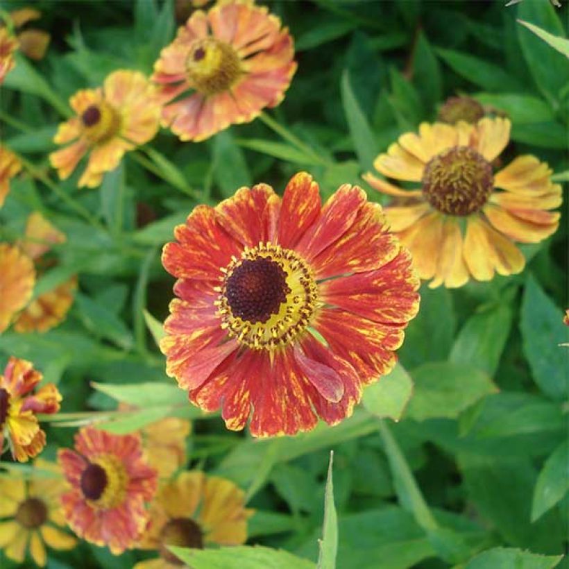 Sonnenbraut Marion Nickig - Helenium (Blüte)