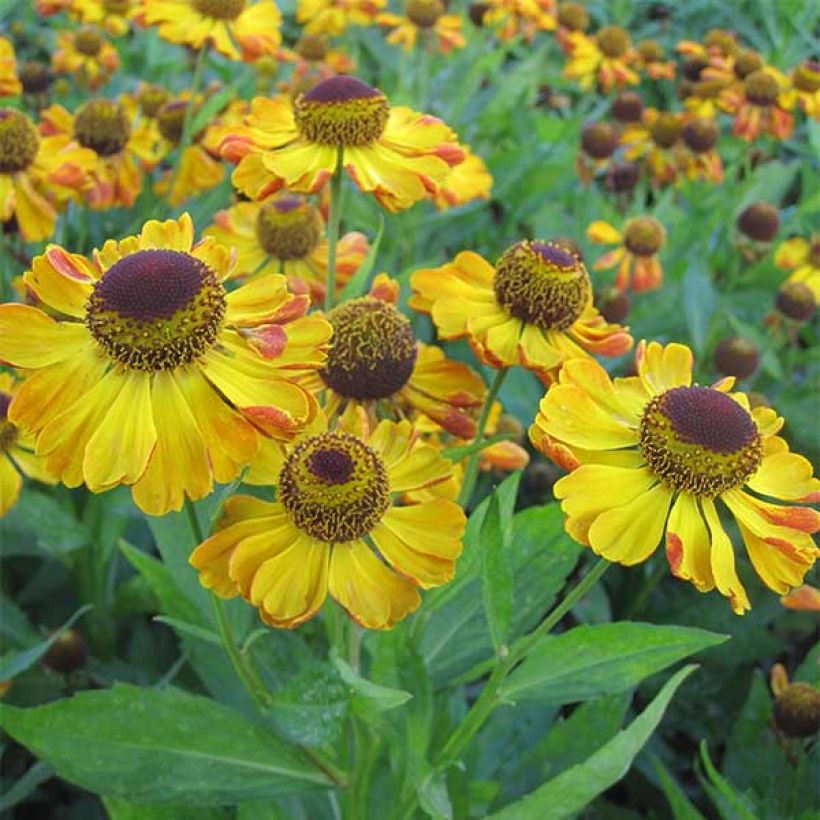 Sonnenbraut Rauchtopas - Helenium (Blüte)