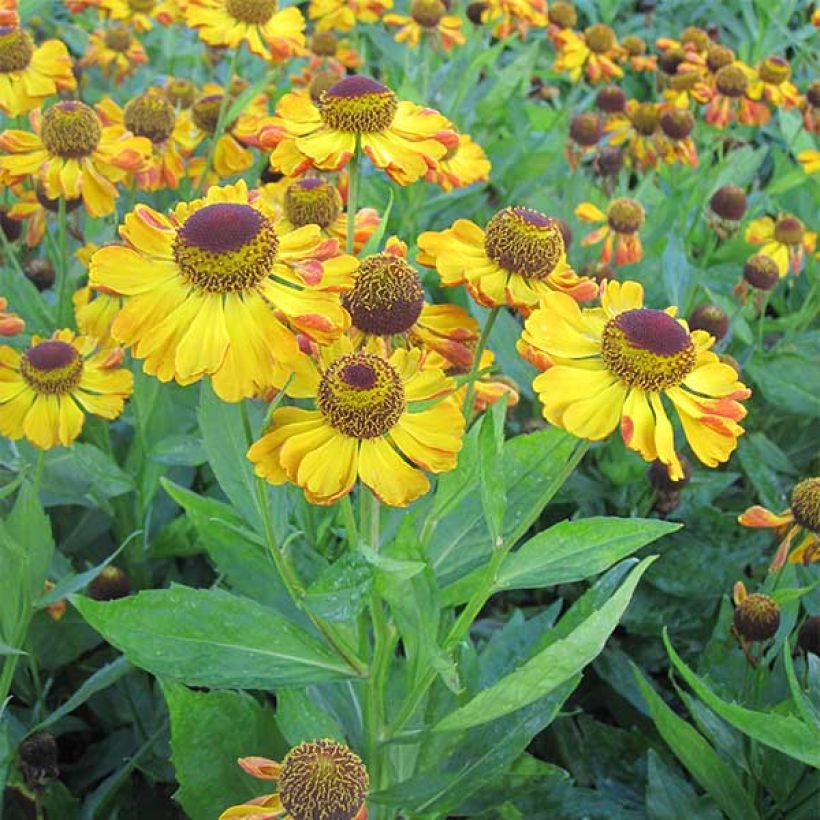 Sonnenbraut Rauchtopas - Helenium (Hafen)