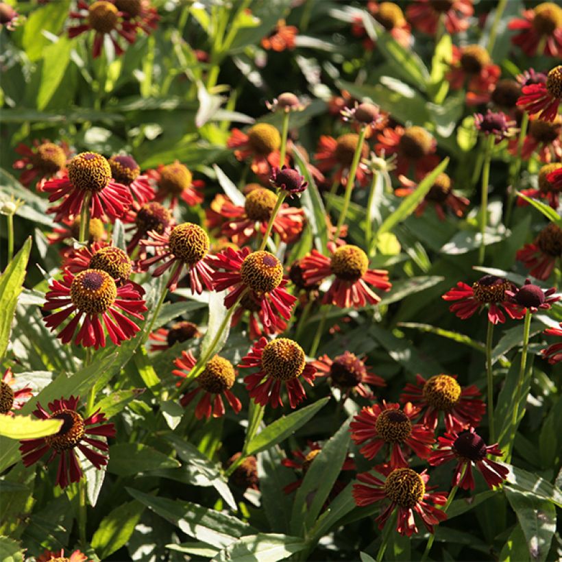 Sonnenbraut Ruby Tuesday - Helenium (Blüte)